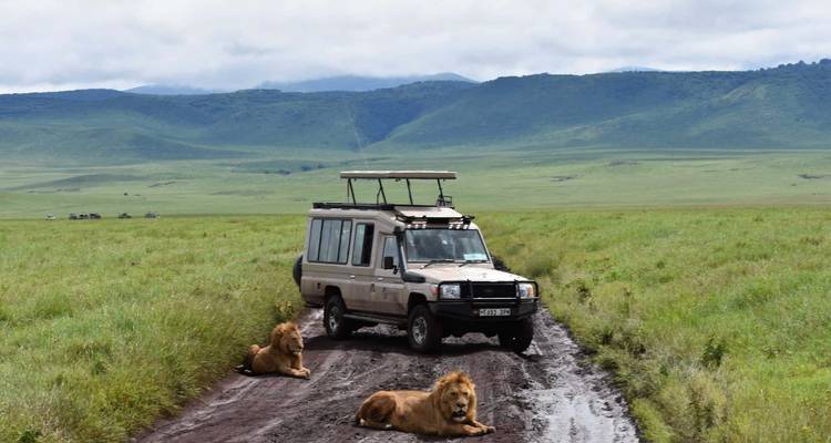 Leeuw rust op onverharde weg met safariwagen in de buurt.