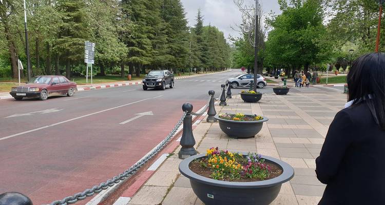 Vista de una calle bordeada de árboles y macetas con flores.