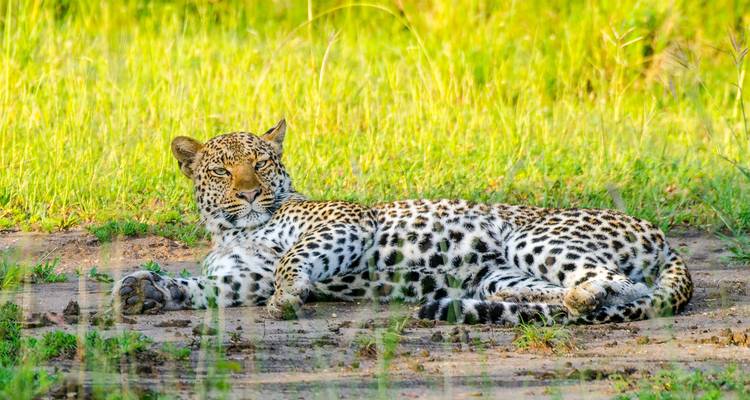 Leopard, der auf dem Boden liegt, umgeben von grünem Gras.