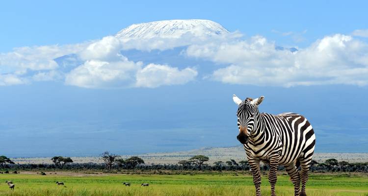 Zebra in een grasrijke vlakte met de Mount Kilimanjaro op de achtergrond.