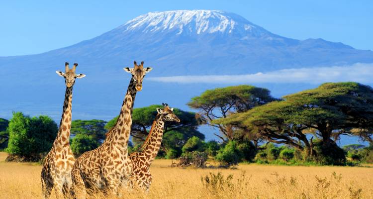 Drie giraffen lopend in een savanne met de Kilimanjaro op de achtergrond.