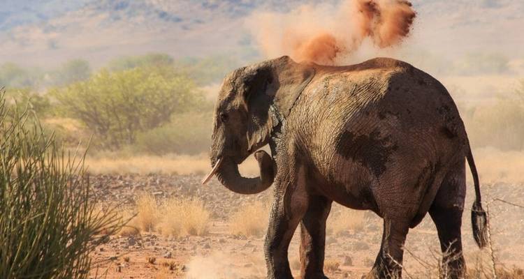 Met stof bedekte olifant in een droog landschap.