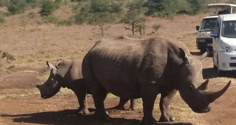 Nashörner stehen in der Nähe eines Safari-Fahrzeugs im Grasland.