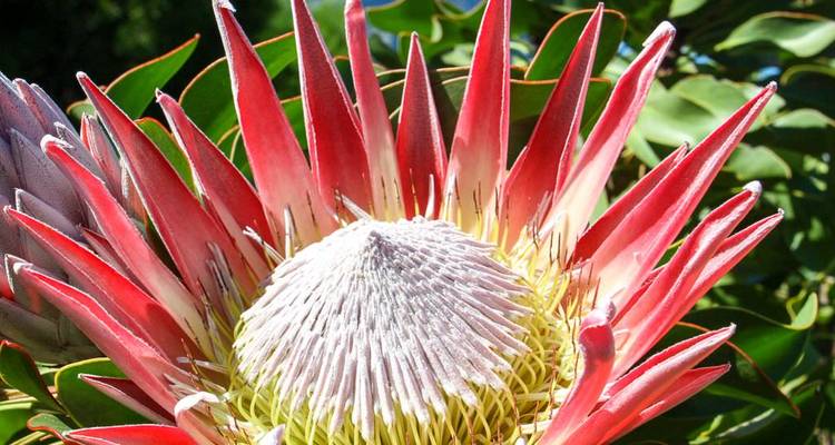 Nahaufnahme einer leuchtend roten Königsprotea-Blüte in voller Blüte vor grünem Laub.