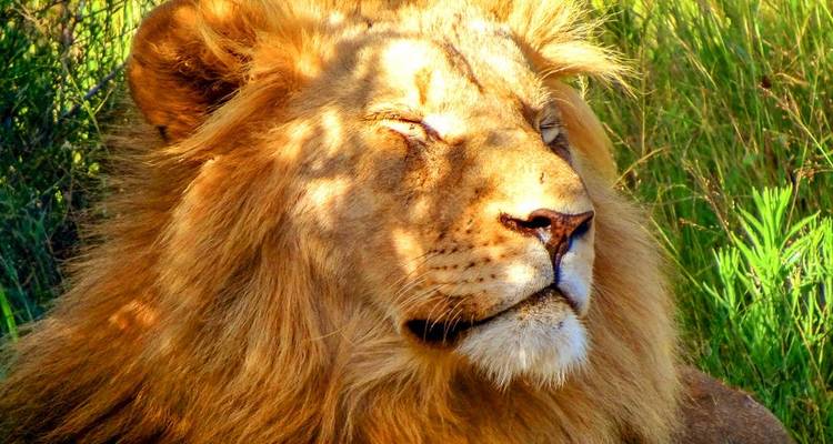 Nahaufnahme eines ruhenden männlichen Löwen mit geschlossenen Augen, Sonnenlicht filtert durch das Laub.