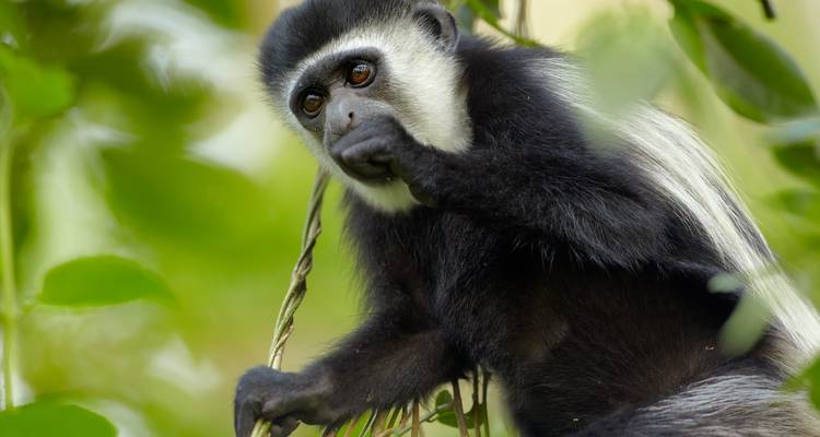 Een close-up van een colobusaap in een boom.