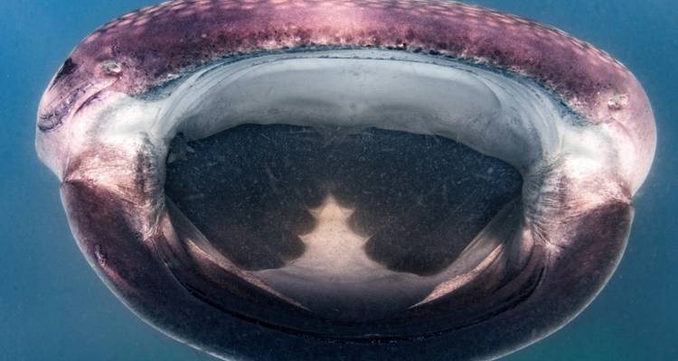 Nahaufnahme des geöffneten Mauls eines Wals unter Wasser.