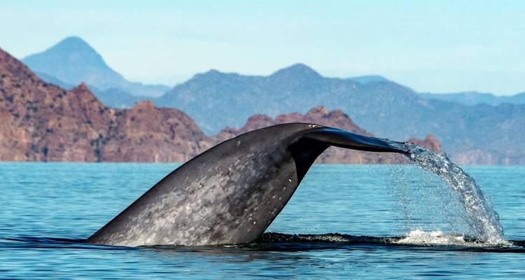 Walschwanz über dem Wasser mit Bergen im Hintergrund.