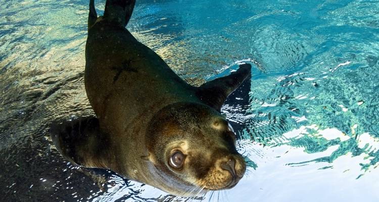 Robbe schwimmt unter Wasser mit klarer Sicht.