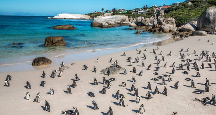 Penguins on a beach near rocky shoreline and clear water.