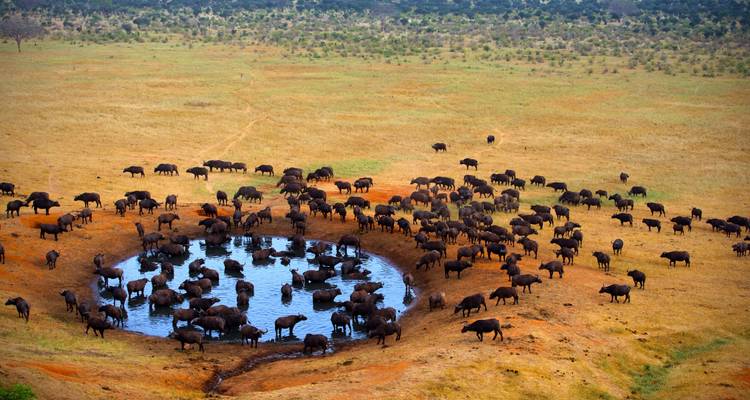 Large herd of buffaloes around a watering hole seen from above.