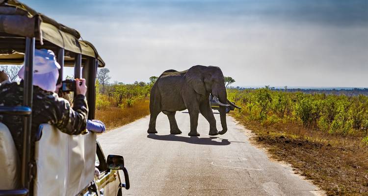 Véhicule de safari observant des éléphants marchant sur la route.