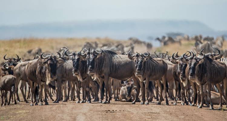 Herde von Gnus blockiert eine Straße.