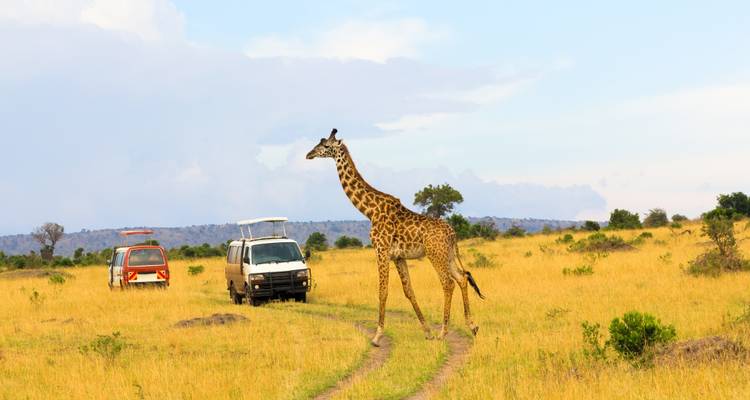 Giraffe läuft mit Fahrzeugen im Hintergrund.