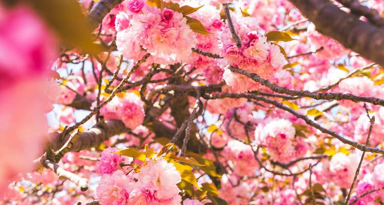 Las vibrantes flores de cerezo de color rosa intenso llenan la imagen contra un cielo primaveral azul brillante.