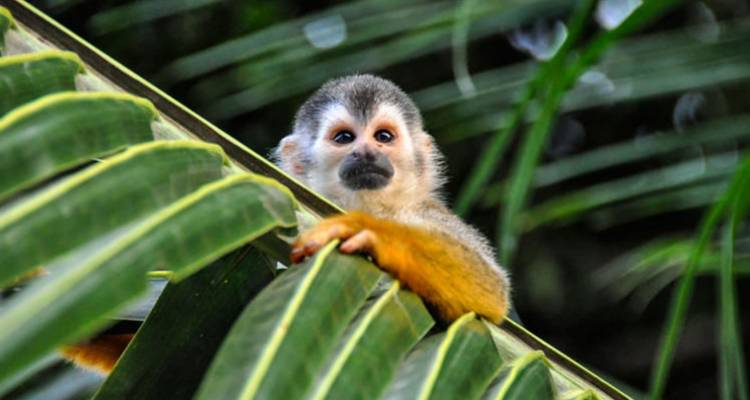 Singe qui regarde derrière une feuille tropicale.
