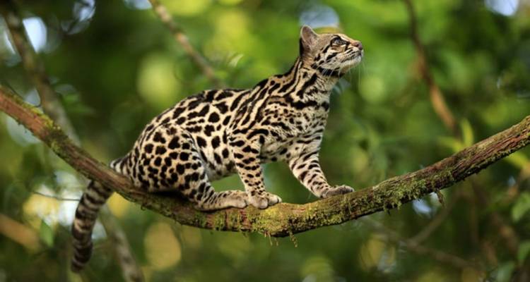 Un chat sauvage sur une branche d'arbre dans une forêt.