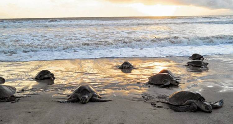 Des tortues sur la plage au coucher du soleil avec des vagues en arrière-plan.