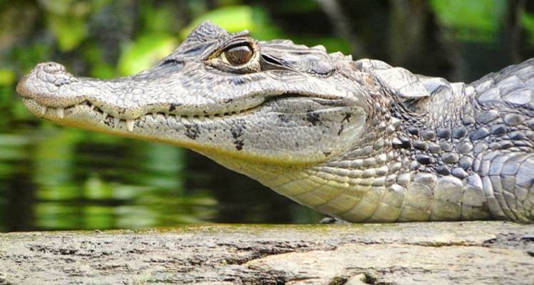 Gros plan d'un crocodile se reposant sur un tronc d'arbre.