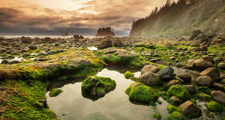 Felsige Gezeitenküste mit moosbewachsenen Steinen und dramatischem bewölktem Sonnenuntergang an Washingtons Küste.