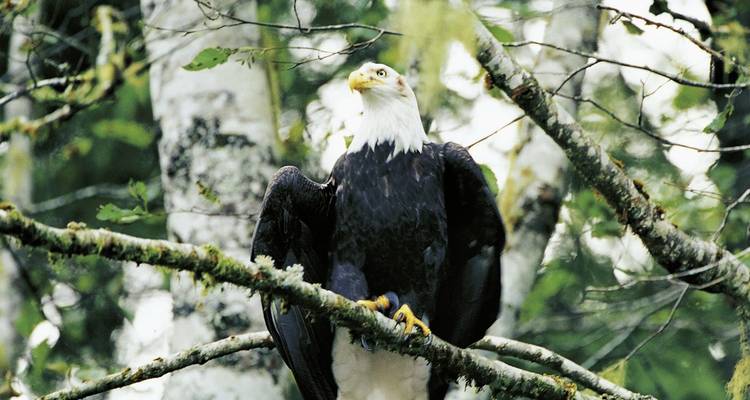 Weißkopfseeadler sitzt auf einem Ast.