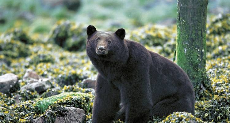 Bär sitzt zwischen Felsen und Moos.