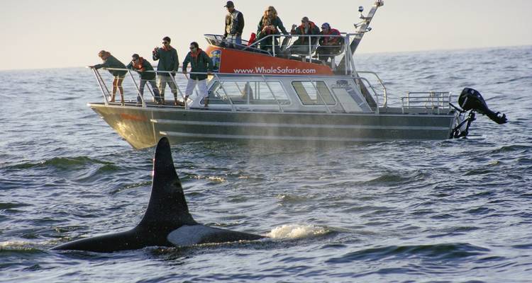 Bateau d'observation des baleines avec orque au premier plan.