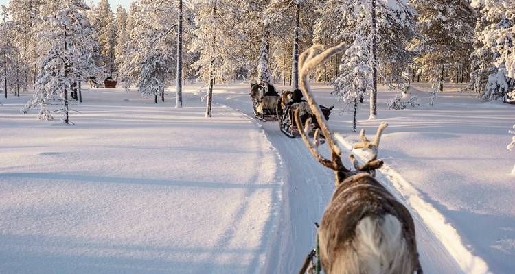 Des rennes tirant un traîneau sur un sentier forestier enneigé.