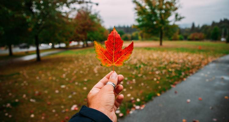 Main tenant une feuille d'érable d'automne colorée dans un parc.