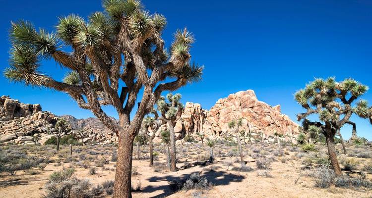 Desert landscape of Joshua Tree National Park with iconic yuccas under deep blue sky.