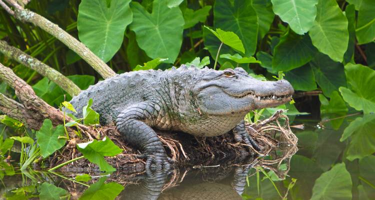 Un gran caimán americano descansa sobre un tronco rodeado de exuberante vegetación de humedal verde reflejada en aguas tranquilas.