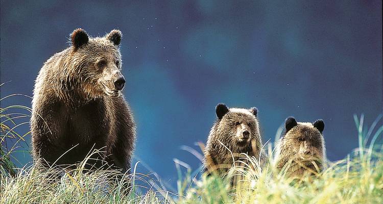 Moederbeer met welpen in een grazig veld.