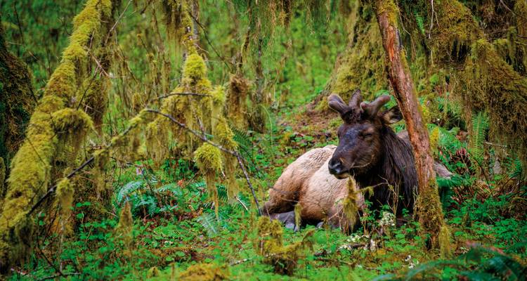 Élan se reposant dans une forêt luxuriante avec un feuillage dense.
