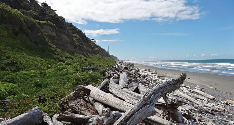 Plage jonchée de bois flotté avec vue sur l'océan et falaises au loin.