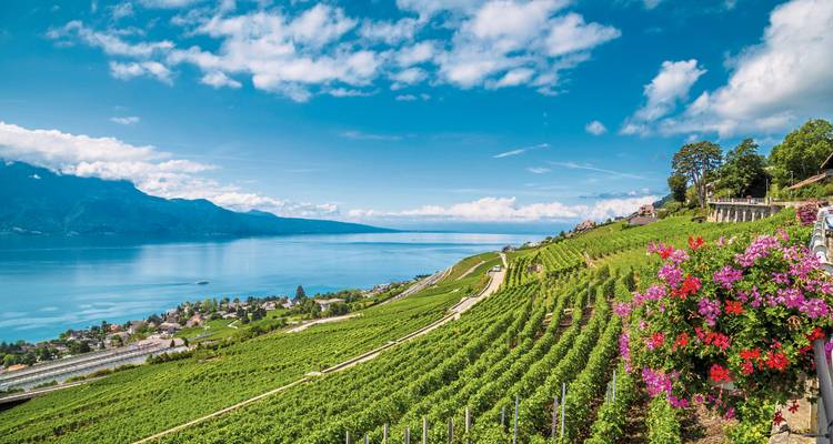 Vineyards overlooking a lake and mountains.