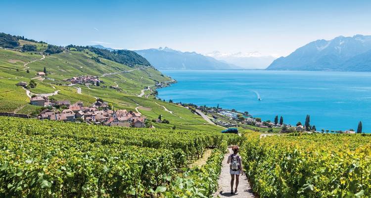 Person walking through vineyards with lake and mountains in the background.