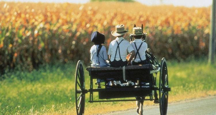 Traditionele paardenkoets met een Amish-familie rijdt voorbij gouden graanvelden op een landweggetje.