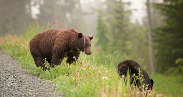 Two bears in a natural setting.