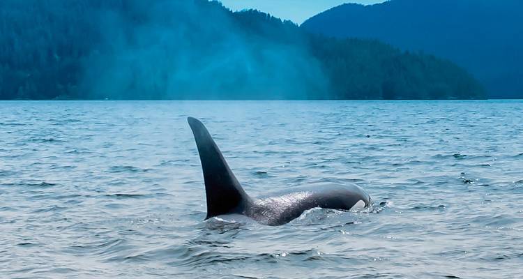 Orca whale fin emerging from the water.