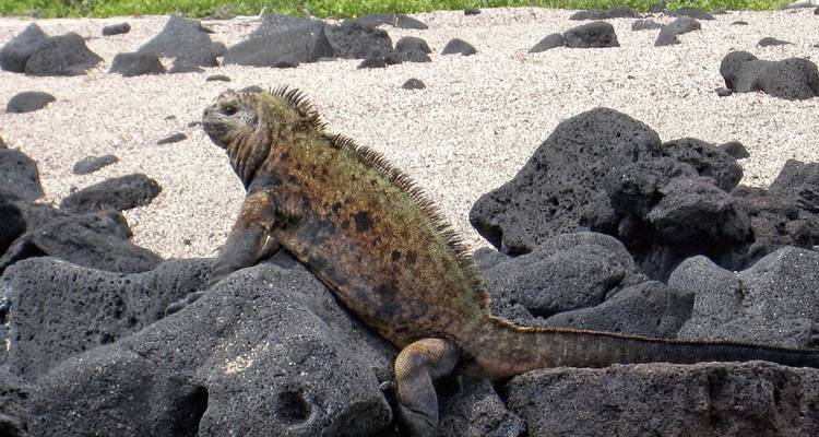 Zeeleguaan rustend op vulkanische rotsen.