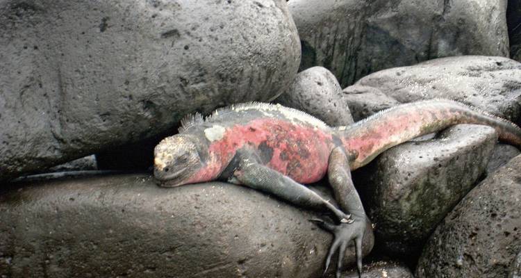 Galapagos zeeleguaan op zwarte rotsen.