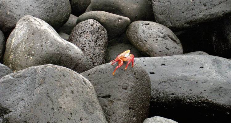 Een felrode krab op donkere vulkanische rotsen.