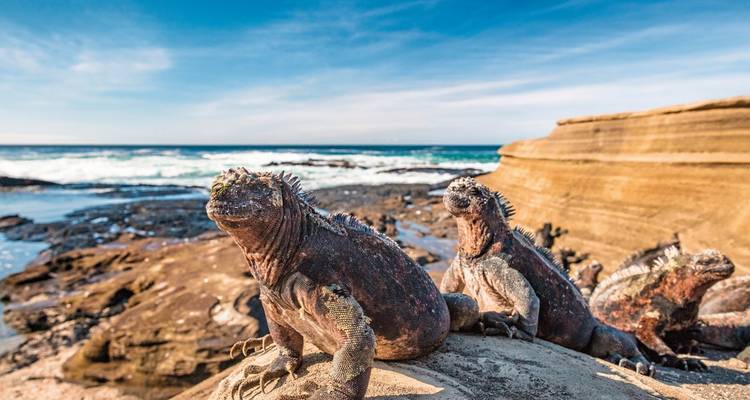 Leguane, die sich auf Felsen am Meer sonnen.