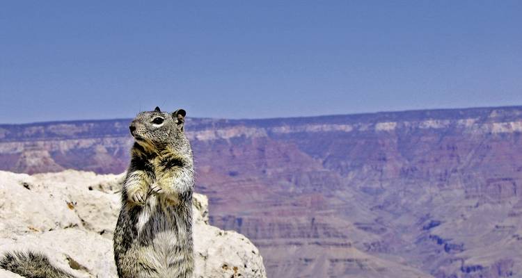 Squirrel sitting on a rock with a canyon view in the background.