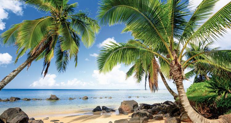 Tropical beach with palm trees and clear blue sky.