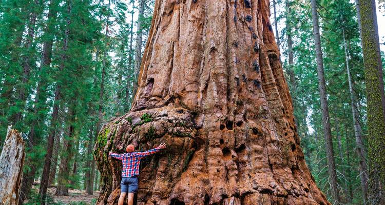 Eine Person, die vor einem riesigen Mammutbaum steht.