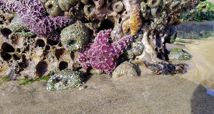 Étoiles de mer et anémones de mer fixées aux bassins rocheux de marée.