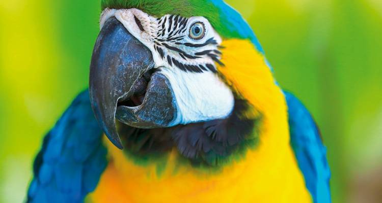 Nahaufnahme eines leuchtend blau-gelben Ara-Papageis.