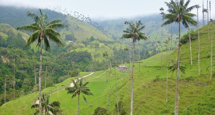 Hoge waspalmbomen op weelderige groene heuvels.