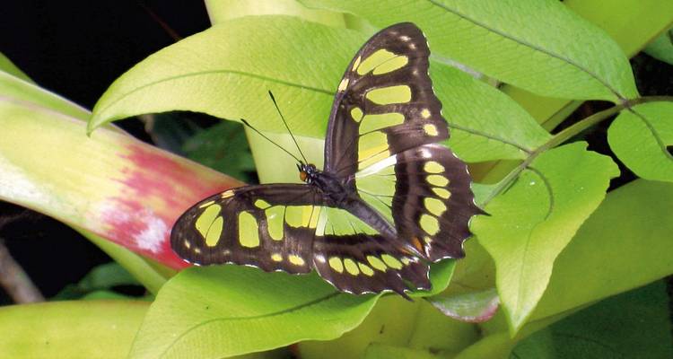 Vlinder op een tropische plant met groene bladeren.